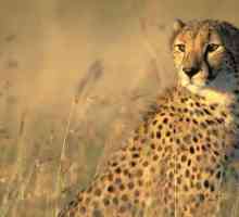 Невероятната африканска степ: животинска и флора