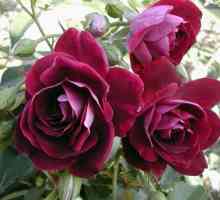Изумителна роза floribunda: засаждане и грижи