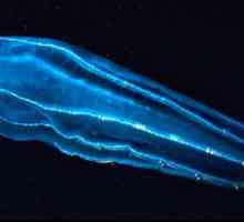 Невероятна серия: светещ планктон