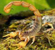 Изумителни насекоми - скорпиони