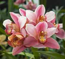 Удивително цвете за вашия дом - tsimbidium. Грижа за дома