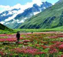 Изненадваща девствена природа Долината на цветята. Индийският национален парк дава положителни…