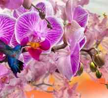 Торът "Bona Forte" ще даде на вашите орхидеи здраве и красота