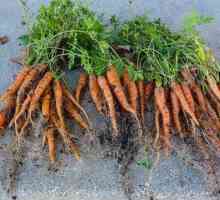 Торове за моркови и тяхното правилно отглеждане