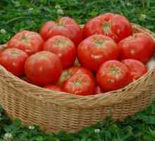 Торове за домати: какви са и как да се хранят