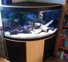 Ъглов аквариум: как да изберете, какво да търсите