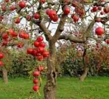 Грижа за ябълковите дървета през есента: важни точки