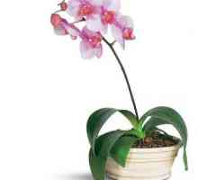 Орхидея грижа