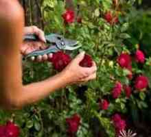Грижа за розите през лятото - създаване на най-добрите условия за растение