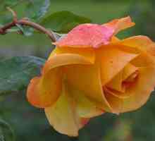 Грижа за розите след засаждане у дома и в градината