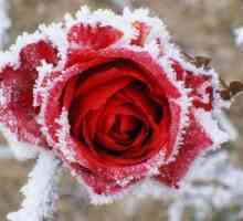 Покриващ материал за рози за зимата: общ преглед, характеристики, видове и рецензии