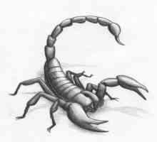 Scorpion хапят: симптоми, първа помощ, последици и лечение