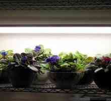 Ултравиолетови лампи за растенията: видове, характеристики на избор