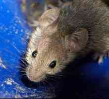 Унищожаване на мишки: алтернативни решения на проблема