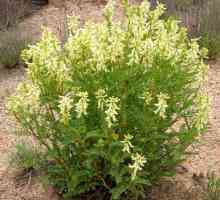 Уникалното растение Astragalus в състава му: лечебни свойства