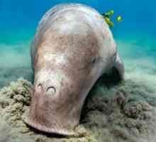 Уникални жители на Тихия океан: dugong, holothuria, kalan