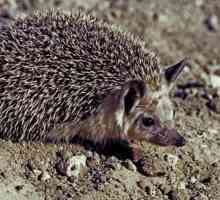 Eared Hedgehog: описание и снимка. Какво яде таралежът яде?