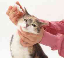 Капки за уши за котки от кърлежи. Добро средство за лечение на ушни акари в котки