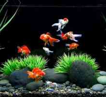 Условия за отглеждане на златни рибки в аквариум