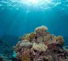Очарователният подводен свят на океаните