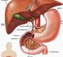 Ултразвук на черния дроб: подготовка за процедурата, индикации