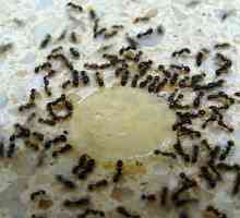 Научете как да се отървете от домашни червени мравки