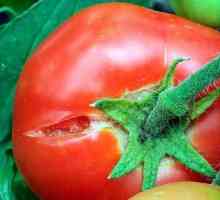 Научаваме защо доматите са напукани в оранжерията