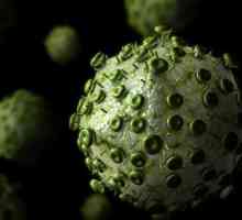 Какъв е ефектът от вирусите върху клетката. Характеристики, описание и структура
