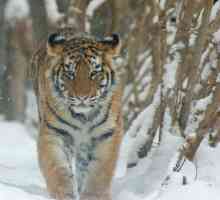 В каква естествена зона живее тигърът днес на планетата