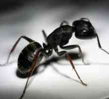 Къщата имаше домашни мравки. Как да се справим с тях?