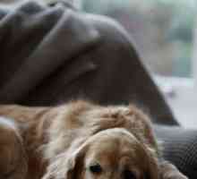 Вагинит при кучета: симптоми и лечение