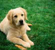 Ваксина срещу бяс за кучета: имена, инструкции, дата на валидност