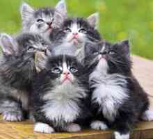 Вазелин масло за котки: нека да улесни живота на четири крака!