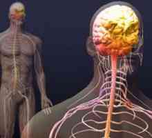 Автономната нервна система включва симпатиковата и парасимпатиковата нервна система