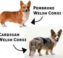 Welsh corgi cardigan and pembroke: различия и сравнение, характер и интересни факти