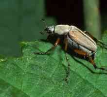 Един пролетен приятел е бръмбар през май. Колко крака има бръмбарът и за какво се използват?