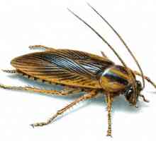Виждане на хлебарка в съня - за какво е това?