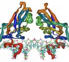 Видове протеини, техните функции и структура