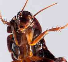 Видове домашни хлебарки. Гледка от хлебарки, които ядат мигли (снимка)