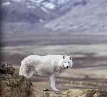 Видове и подвидове на вълци. Тундърски вълк: описание, характеристики и местообитание