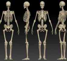 Видове кости. Човешка анатомия: Кости