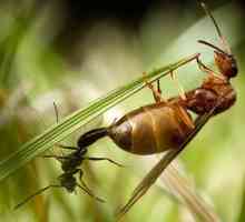 Видове мравки. Най-разпространеният тип мравки в Русия. Колко вида мравки в света?