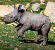 Типове носорози: описание. Каква е името на бебето?