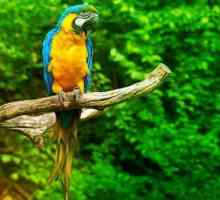 Видове папагали: снимка, име. Как да определите вида на папагала?
