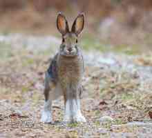 Видове зайци, характеристики, местообитания