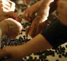 Вино от черна chokeberry: рецепти