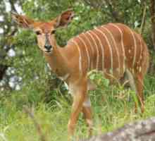 Антилопе: описание на видовете