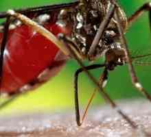Вирусът на денга. Треска от денга: симптоми, диагноза, лечение и профилактика