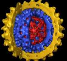 Хепатит В вирус - какво е това? Как да се лекува хепатит В?