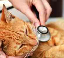 Вирусна левкемия при котки: симптоми и лечение